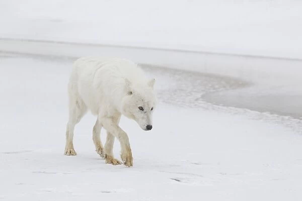 Arctic Wolf (Canis lupus arctos) adult, walking on snow beside frozen river, Minnesota, U. S. A. January (captive)
