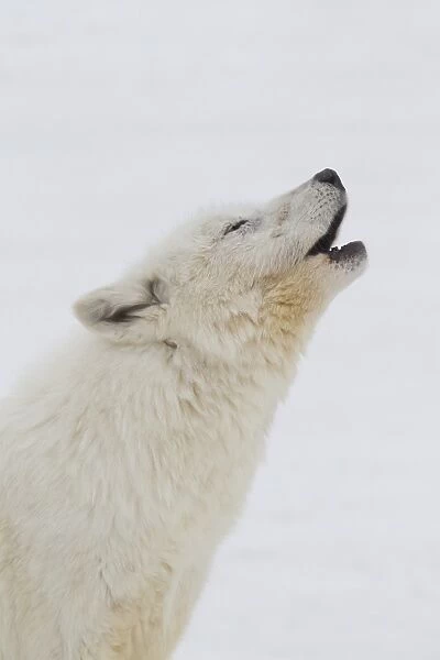 Arctic Wolf (Canis lupus arctos) adult, close-up of head, howling, in snow, Minnesota, U. S. A. January (captive)