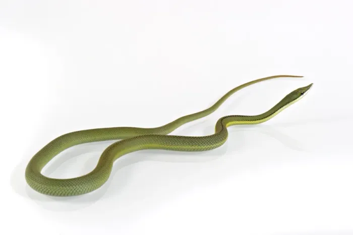 Framed Print : Argentine Long-nose Snake (Philodryas baroni) adult