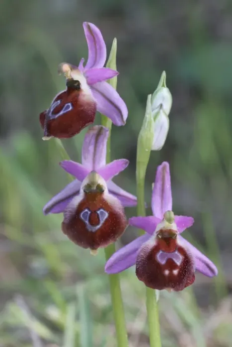 Framed Print : Argolis Orchid (Ophrys argolica) close-up of flowers, Peloponesos, Southern Greece, april Framed Print : Argolis Orchid (Ophrys argolica) close-up of flowers, Peloponesos, Southern Greece, april