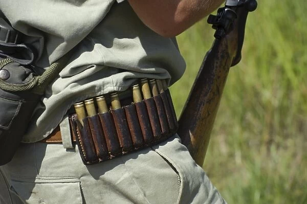Armed game warden, close-up of cartridge belt, Kruger N. P. Mpumalanga, South Africa