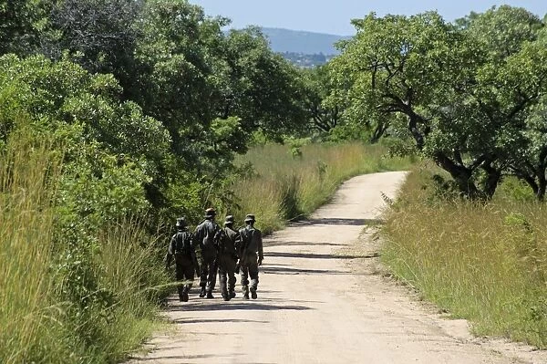 Armed game wardens walking along track, Kruger N. P. Mpumalanga, South Africa