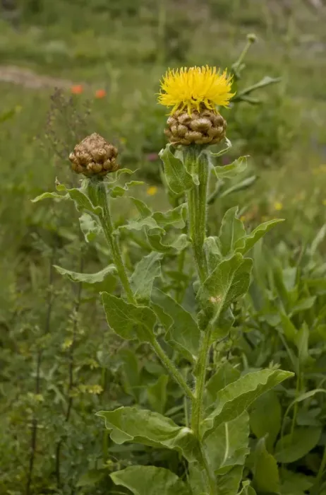 Framed Print : Armenian Basketflower (Centaurea macrocephala) flowering, eastern side of Cam Pass (Cam Gecidi), Anatolia, Turkey, July Framed Print : Armenian Basketflower (Centaurea macrocephala) flowering, eastern side of Cam Pass (Cam Gecidi), Anatolia, Turkey, July