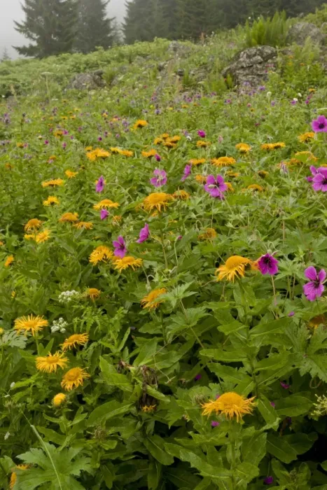 Framed Print : Armenian Cranesbill (Geranium psilostemon) and Giant Fleabane (Inula orientalis) flowering mass Framed Print : Armenian Cranesbill (Geranium psilostemon) and Giant Fleabane (Inula orientalis) flowering mass