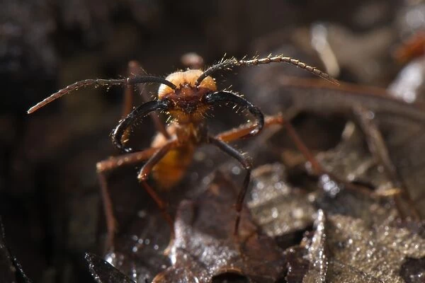 Army Ant (Eciton burchellii) adult soldier, standing on leaf litter, Los Amigos Biological Station, MAdre de Dios