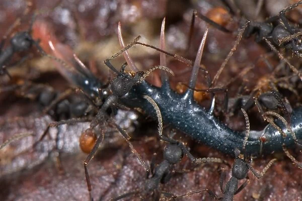 Army Ant (Eciton burchellii) adult workers, group preying on Tailless Whip Scorpion (Amblypygi sp. )
