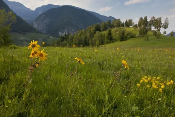 Framed Print : Arnica (Arnica montana) flowering, growing in mountain pasture habitat, Romania, June