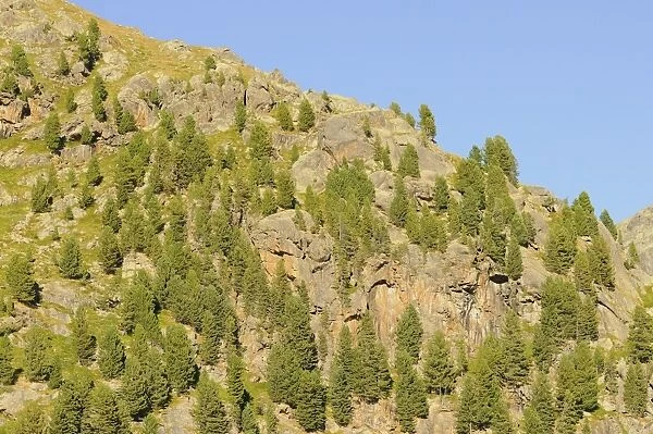 Arolla Pine (Pinus cembra) habit, forest growing amongst rocks on slope in mountain habitat, Italian Alps, Italy
