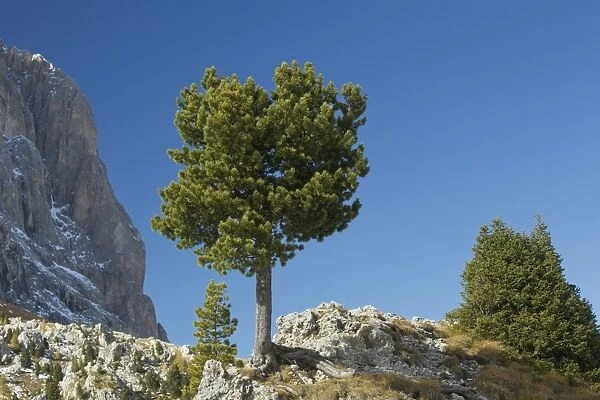 Arolla Pine (Pinus cembra) habit, growing on rocks in mountain habitat, Dolomites, Italian Alps, Italy, October