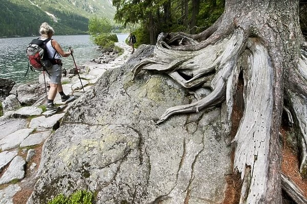 Arolla Pine (Pinus cembra) roots on rock, with walkers passing by on path at edge of montane lake, Lake Morskie Oko