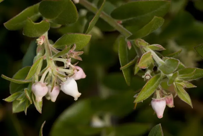 Framed Print : Arroyo de la Cruz Manzanita (Arctostaphylos cruzensis) close-up of flowers and leaves, Southern California, U. S. A. november Framed Print : Arroyo de la Cruz Manzanita (Arctostaphylos cruzensis) close-up of flowers and leaves, Southern California, U. S. A. november