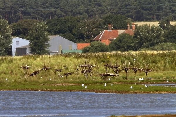 Artificial nesting platforms for Spoonbills on Havergate Island Marsh Suffolk