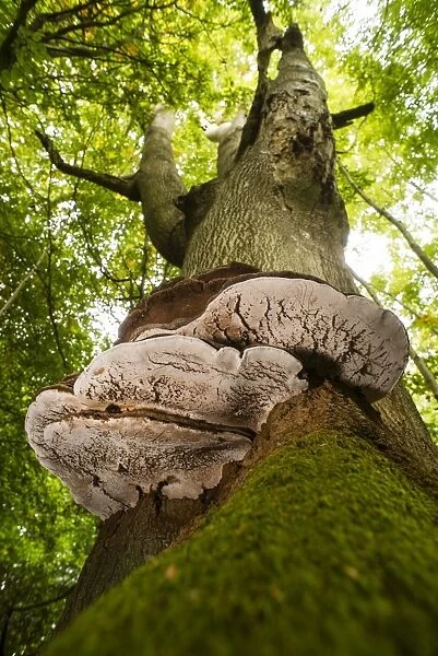 Artists Fungi (Ganoderma applanatum) fruiting bodies, growing on Common Beech (Fagus sylvatica) trunk in woodland
