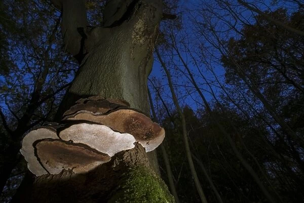 Artists Fungi (Ganoderma applanatum) fruiting bodies, growing on beech trunk in woodland at twilight, Kent, England