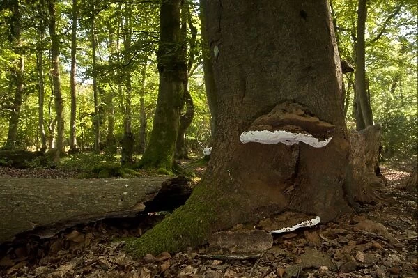 Artists Fungi (Ganoderma applanatum) fruiting bodies, growing on beech trunk in woodland habitat, Lyndhurst Hill