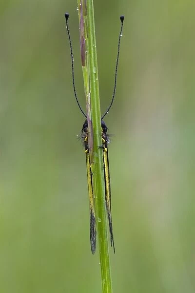 Ascalaphid (Libelloides coccajus) adult, roosting on grass stalk during rain, Col de Calzan, Ariege Pyrenees