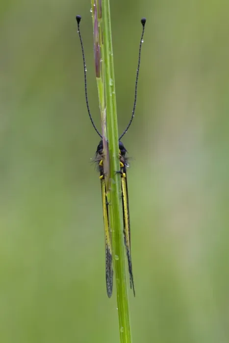 Framed Print : Ascalaphid (Libelloides coccajus) adult, roosting on grass stalk during rain, Col de Calzan, Ariege Pyrenees Framed Print : Ascalaphid (Libelloides coccajus) adult, roosting on grass stalk during rain, Col de Calzan, Ariege Pyrenees