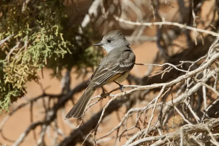 Framed Print : Ash throated Flycatcher Utah America Framed Print : Ash throated Flycatcher Utah America