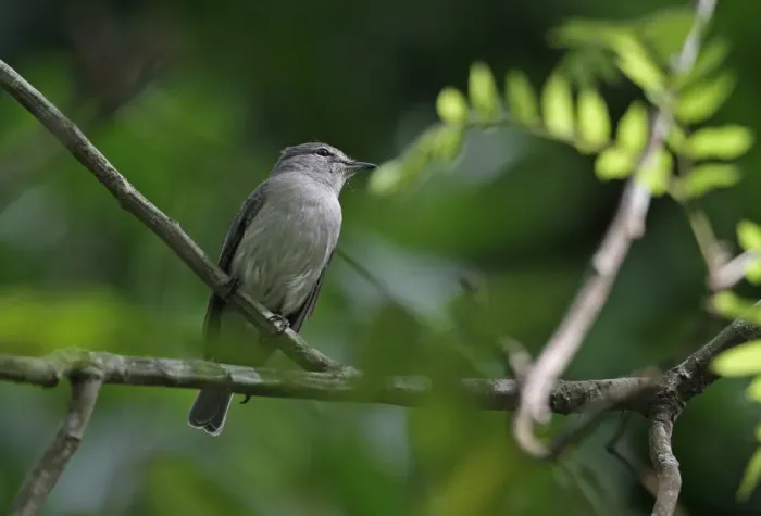 Framed Print : Ashy Flycatcher (Muscicapa caerulescens) adult, perched on twig, Opro Forest, Ghana, February Framed Print : Ashy Flycatcher (Muscicapa caerulescens) adult, perched on twig, Opro Forest, Ghana, February