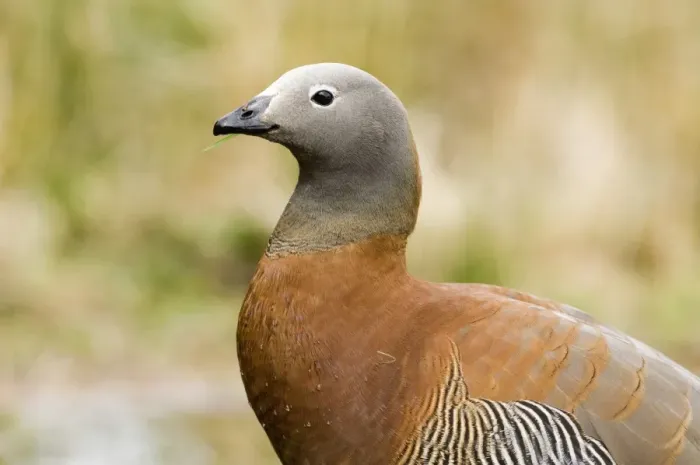 Framed Print : Ashy-headed Goose (Chloephaga poliocephala) adult, feeding on grass, close-up of head and neck, Tierra del Fuego, Argentina, november