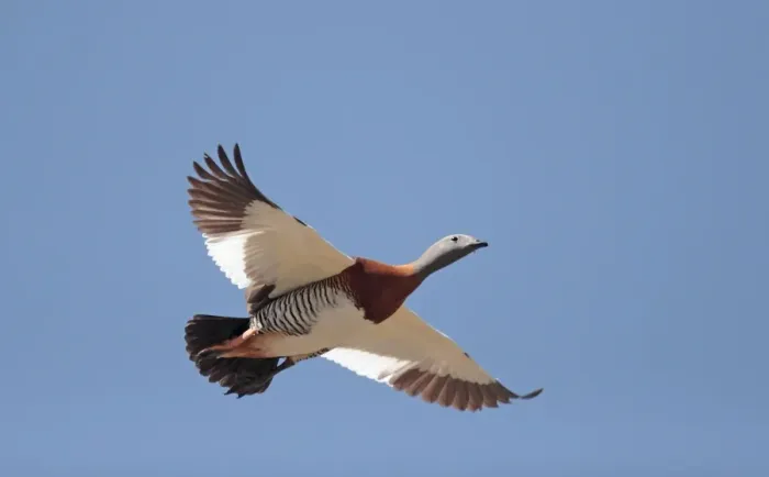Framed Print : Ashy-headed Goose (Chloephaga poliocephala) adult, in flight, Llao Llao, Neuquen, Argentina, december Framed Print : Ashy-headed Goose (Chloephaga poliocephala) adult, in flight, Llao Llao, Neuquen, Argentina, december