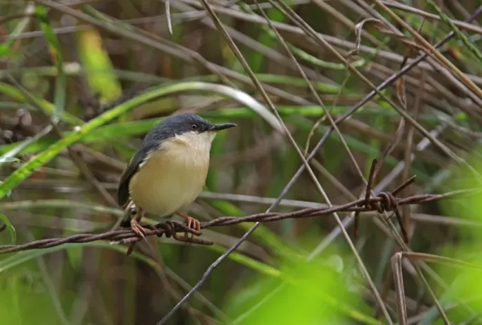 Framed Print : Ashy Prinia (Prinia socialis brevicauda) endemic race, adult, perched on barbed wire, Sri Lanka, december Framed Print : Ashy Prinia (Prinia socialis brevicauda) endemic race, adult, perched on barbed wire, Sri Lanka, december