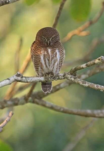 Asian Barred Owlet (Glaucidium cuculoides austerum) adult, looking down, perched on branch, Roing, Arunachal Pradesh, India, february