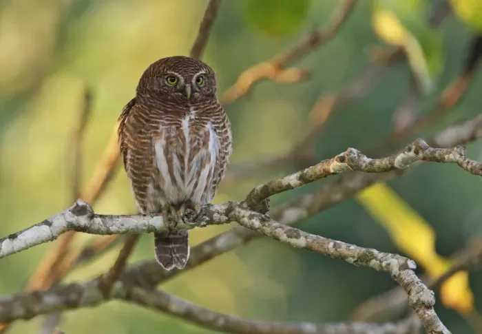 Framed Print : Asian Barred Owlet (Glaucidium cuculoides austerum) adult, perched on branch, Roing, Arunachal Pradesh, India, february Framed Print : Asian Barred Owlet (Glaucidium cuculoides austerum) adult, perched on branch, Roing, Arunachal Pradesh, India, february