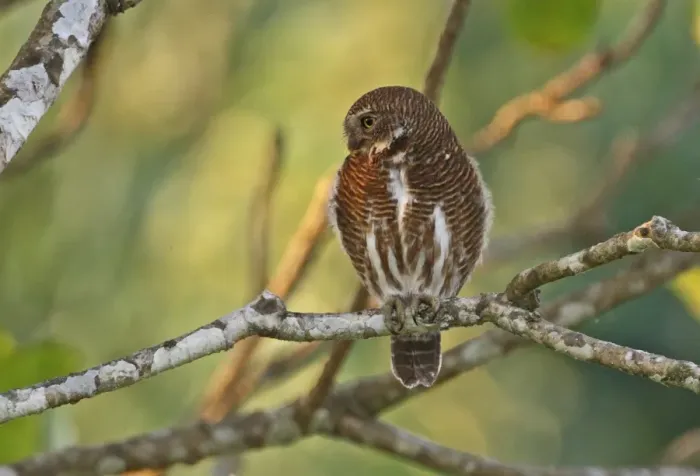 Framed Print : Asian Barred Owlet (Glaucidium cuculoides austerum) adult, perched on branch, Roing, Arunachal Pradesh, India, february Framed Print : Asian Barred Owlet (Glaucidium cuculoides austerum) adult, perched on branch, Roing, Arunachal Pradesh, India, february