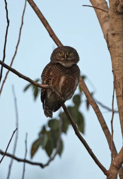 Framed Print : Asian Barred Owlet (Glaucidium cuculoides bruegeli) adult, calling, perched on branch, Kaeng Krachan N. P. Thailand, january Framed Print : Asian Barred Owlet (Glaucidium cuculoides bruegeli) adult, calling, perched on branch, Kaeng Krachan N. P. Thailand, january