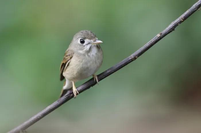 Framed Print : Asian Brown Flycatcher (Muscicapa dauurica) adult, perched on twig in lowland rainforest, Sinharaja Forest Reserve Framed Print : Asian Brown Flycatcher (Muscicapa dauurica) adult, perched on twig in lowland rainforest, Sinharaja Forest Reserve