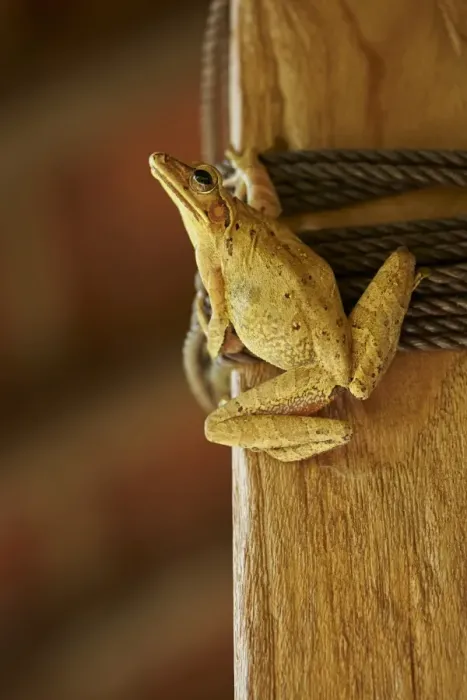 Framed Print : Asian Brown Treefrog (Polypedates leucomystax) adult, clinging to post inside house, Ubud, Bali, Lesser Sunda Islands Framed Print : Asian Brown Treefrog (Polypedates leucomystax) adult, clinging to post inside house, Ubud, Bali, Lesser Sunda Islands