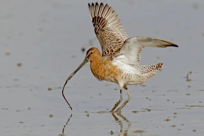 Framed Print : Asian Dowitcher (Limnodromus semipalmatus) adult, partial breeding plumage, with invertebrate prey in beak Framed Print : Asian Dowitcher (Limnodromus semipalmatus) adult, partial breeding plumage, with invertebrate prey in beak