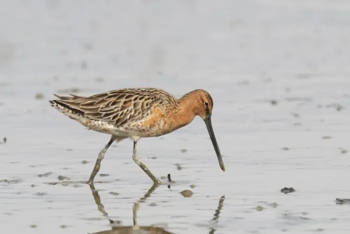 Framed Print : Asian Dowitcher (Limnodromus semipalmatus) adult, partial breeding plumage, feeding on mudflats Framed Print : Asian Dowitcher (Limnodromus semipalmatus) adult, partial breeding plumage, feeding on mudflats