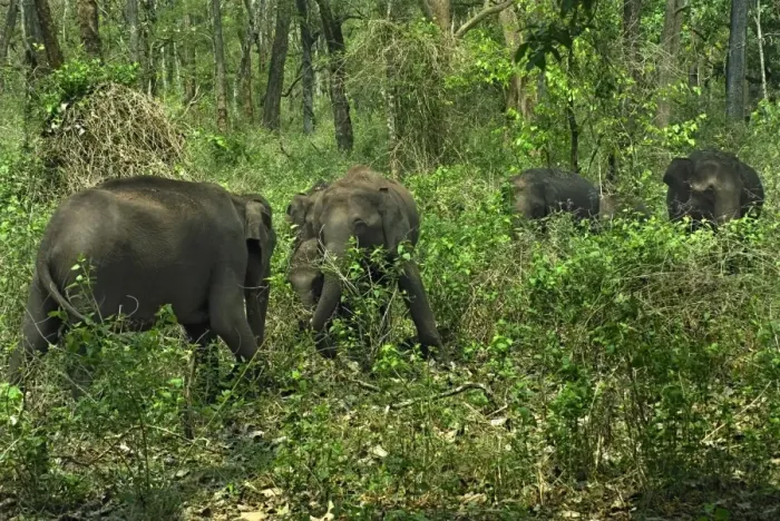 Framed Print : Asian Elephant (Elephas maximus) herd, feeding in forest habitat, Kabani Forest, Nagarhole N. P. Karnataka, India