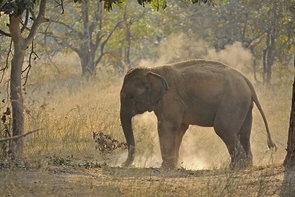 Asian Elephant (Elephas maximus indicus) domesticated calf, with chain on leg, Bandhavgarh N. P