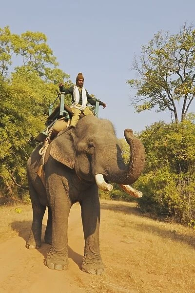 Asian Elephant (Elephas maximus indicus) domesticated adult, with mahout riding on back, Bandhavgarh N. P