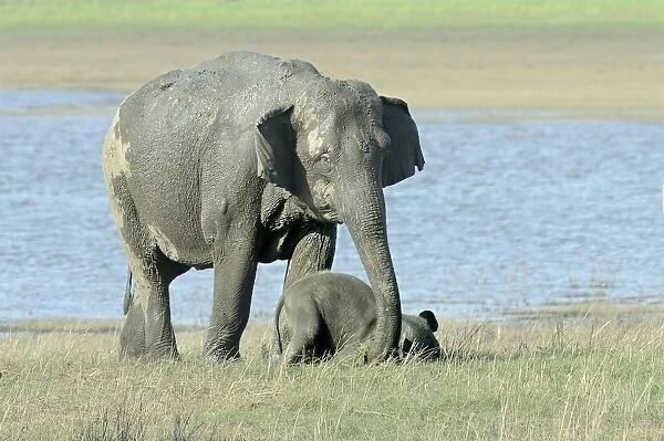 Asian Elephant (Elephas maximus indicus) adult female and calf, with adult female attempting to lift grounded calf