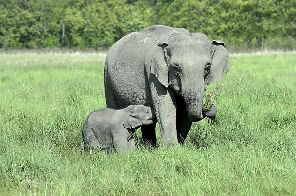 Asian Elephant (Elephas maximus indicus) adult female and calf, suckling, standing in grassland, Jim Corbett N. P