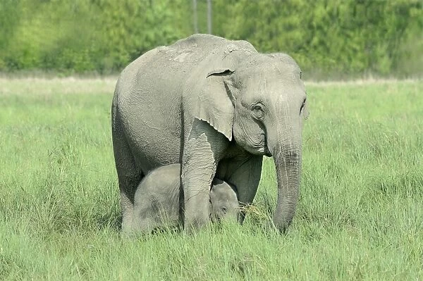 Asian Elephant (Elephas maximus indicus) adult female and calf, with calf protected between legs of adult female