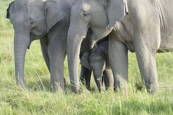 Asian Elephant (Elephas maximus indicus) two adult females and calf, with calf protected between adult females
