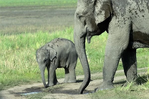 Asian Elephant (Elephas maximus indicus) adult female and calf, drinking from puddle on track in grassland