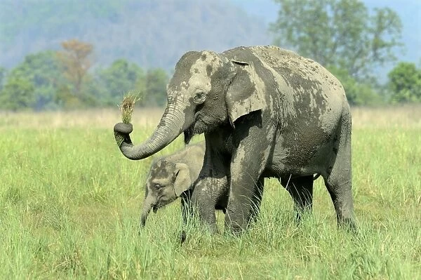 Asian Elephant (Elephas maximus indicus) adult female and calf, feeding, standing in grassland, Jim Corbett N. P