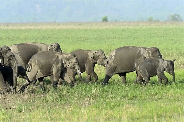 Asian Elephant (Elephas maximus indicus) adult females and calves, herd walking in grassland, Jim Corbett N. P