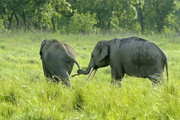 Asian Elephant (Elephas maximus indicus) two adult males, one catching tail of other, sparring in grassland