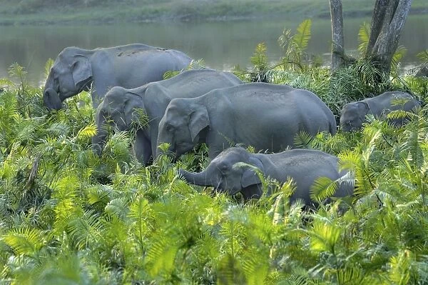 Asian Elephant (Elephas maximus indicus) adult females and calves, herd feeding amongst vegetation on riverbank