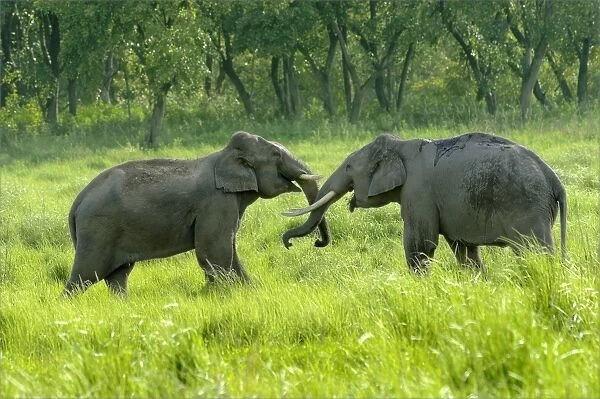Asian Elephant (Elephas maximus indicus) two adult males, sparring in grassland, Jim Corbett N. P
