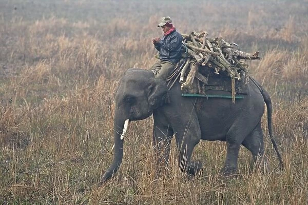 Asian Elephant (Elephas maximus indicus) domesticated adult, carrying mahout and firewood in early morning mist