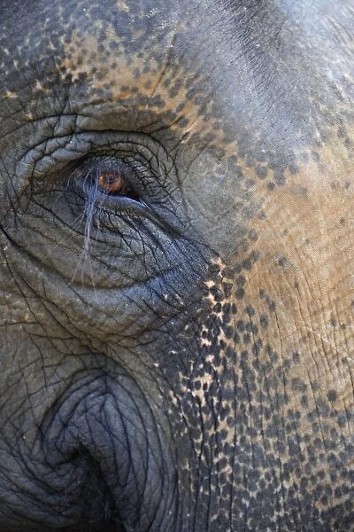 Asian Elephant (Elephas maximus indicus) adult, close-up of eye, Bandhavgarh N. P. Madhya Pradesh, India, December