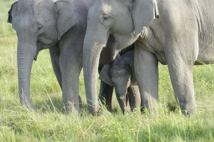 Framed Print : Asian Elephant (Elephas maximus indicus) two adult females and calf, with calf protected between adult females Framed Print : Asian Elephant (Elephas maximus indicus) two adult females and calf, with calf protected between adult females